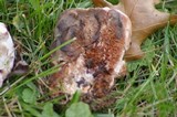 Abortiporus biennis image