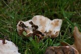Abortiporus biennis image