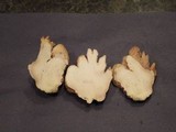 Underwoodia columnaris image