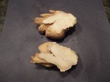 Underwoodia columnaris image