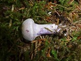 Cortinarius alboviolaceus image