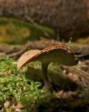 Polyporus leptocephalus image