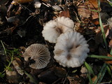 Marasmius albogriseus image