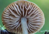 Entoloma egonii image