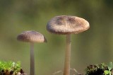 Entoloma egonii image