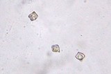 Entoloma egonii image