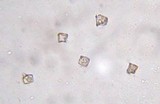 Entoloma egonii image