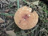 Polyporus radicatus image