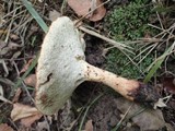 Polyporus radicatus image
