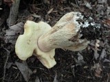 Boletus chippewaensis image