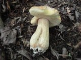 Boletus chippewaensis image