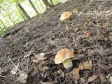 Boletus chippewaensis image