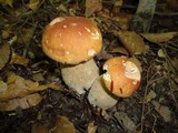 Boletus chippewaensis image