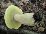 Boletus chippewaensis image