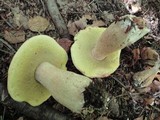 Boletus chippewaensis image