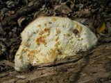 Tyromyces chioneus image