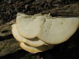 Tyromyces chioneus image