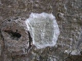 Dirina ceratoniae image