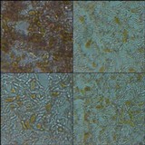 Dirina ceratoniae image