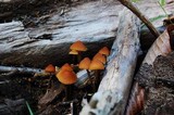 Hypholoma squalidellum image