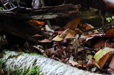 Hypholoma squalidellum image