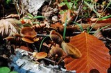Hypholoma squalidellum image
