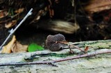 Hypholoma squalidellum image
