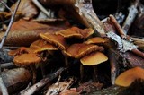 Hypholoma squalidellum image