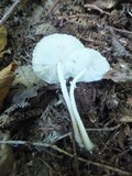 Leucocoprinus brebissonii image