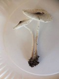 Leucocoprinus brebissonii image