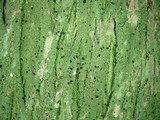 Bacidia schweinitzii image
