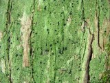 Bacidia schweinitzii image