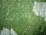 Bacidia schweinitzii image