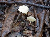 Marasmius delectans image