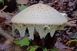 Amanita rhopalopus image