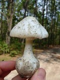 Amanita abrupta image
