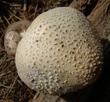 Amanita abrupta image