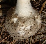 Amanita abrupta image