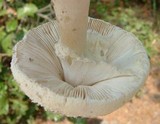 Amanita abrupta image