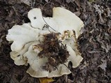 Bondarzewia berkeleyi image