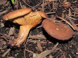 Paxillus involutus image