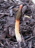 Phallus rubicundus image