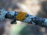 Xanthomendoza hasseana image