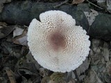 Lepiota cristata image