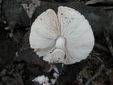Lepiota cristata image