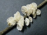 Hemimycena candida image