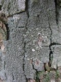 Pertusaria hymenea image