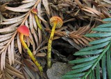 Hygrocybe miniata image
