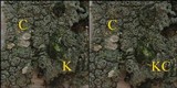 Pertusaria hymenea image