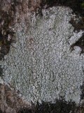 Pertusaria hymenea image